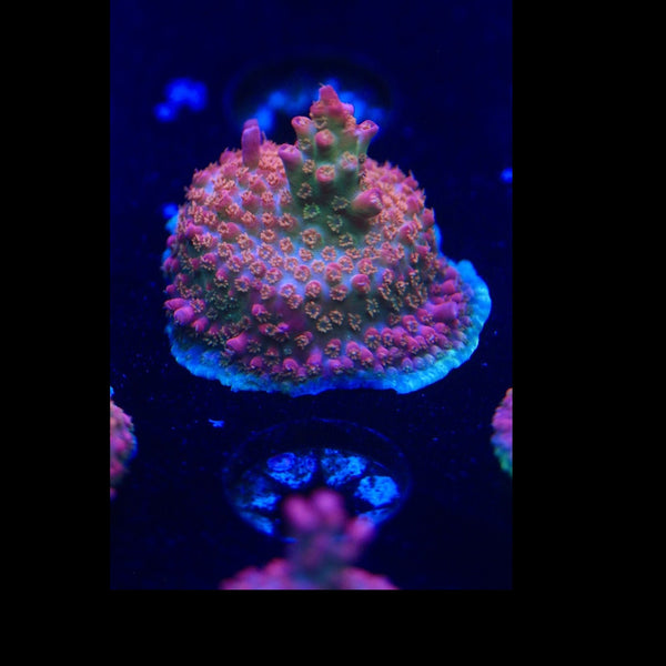 Vivid Confetti Acro