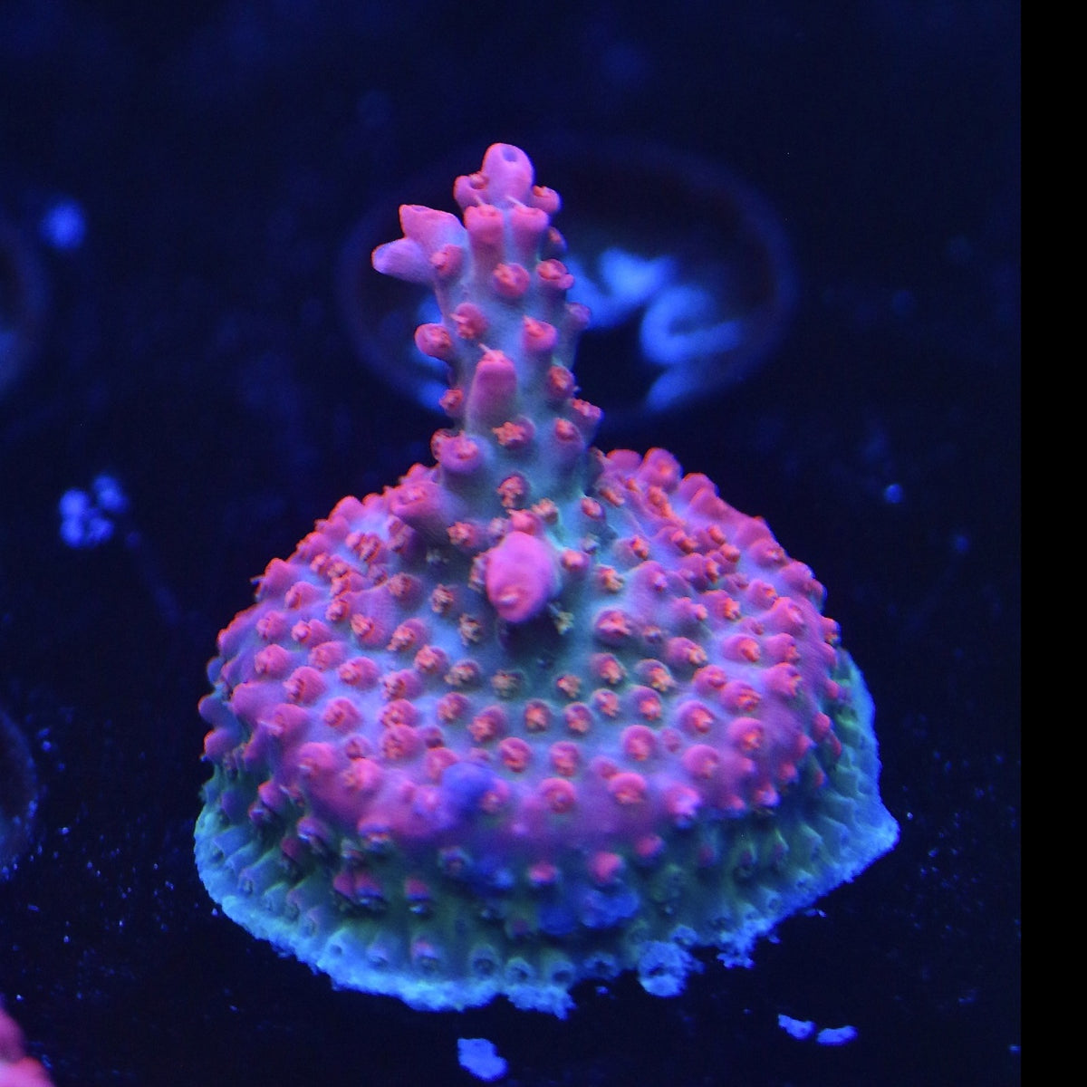 Vivid Confetti Acro WYSIWYG