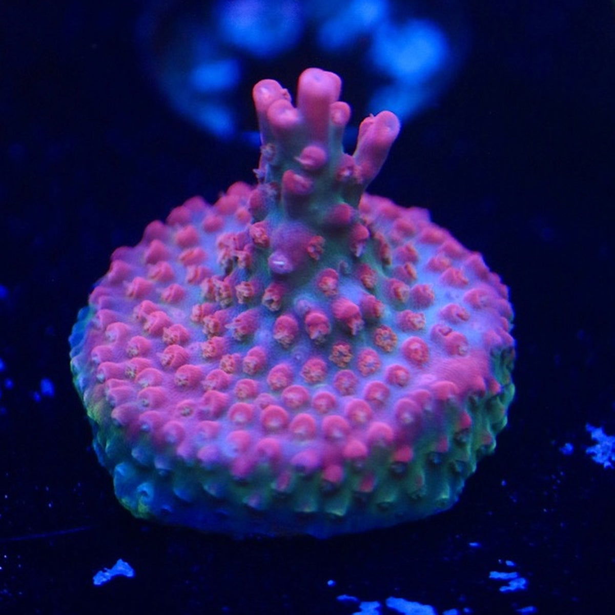 Vivid Confetti Acro WYSIWYG