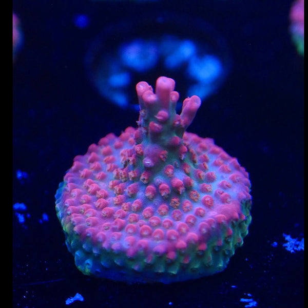 Vivid Confetti Acro