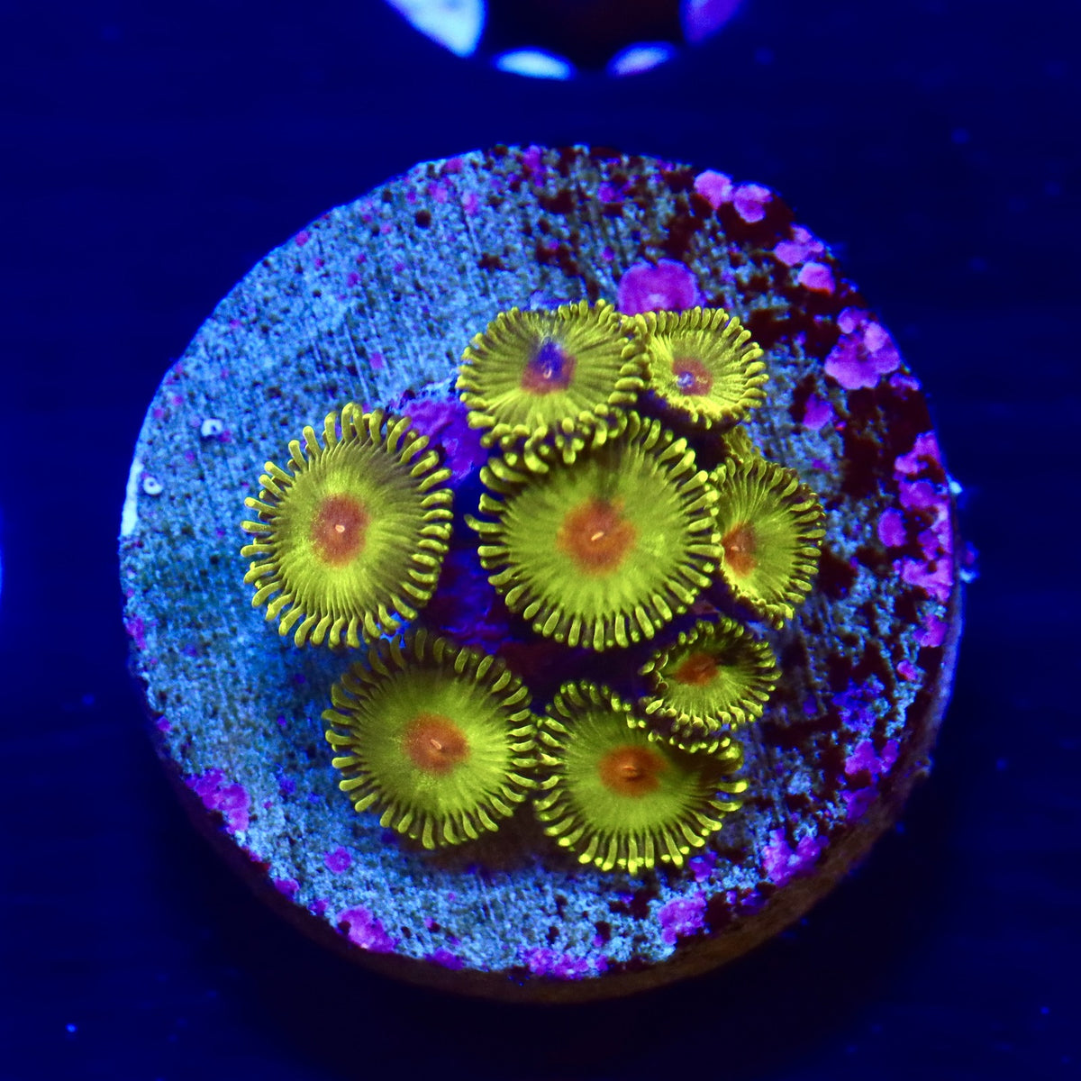 WWC Golden Gods Zoa Almost WYSIWYG