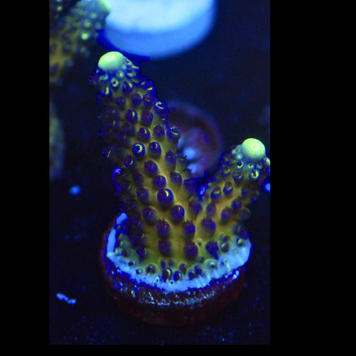WWC Nuclear Grapes Acro