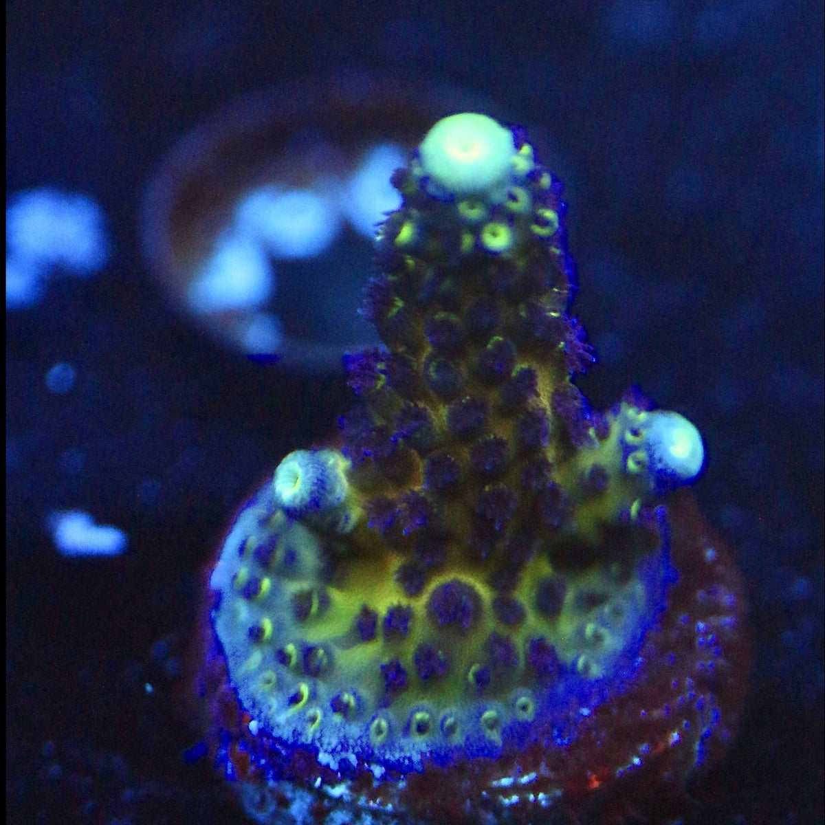 WWC Nuclear Grapes Acro