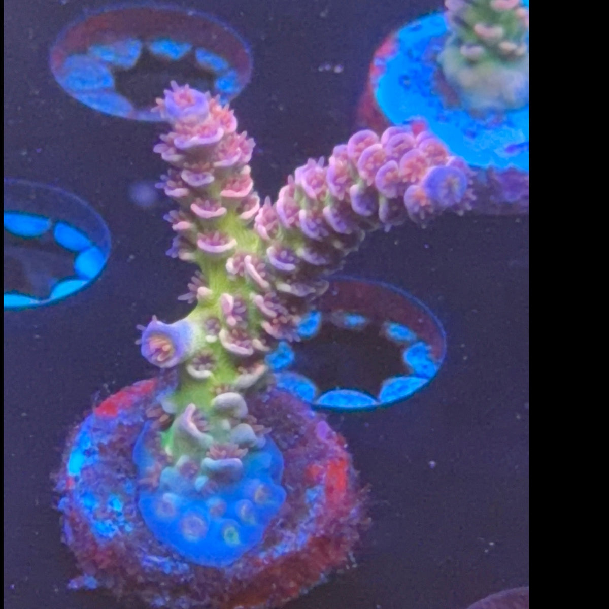 WWC Pink Panther Acro