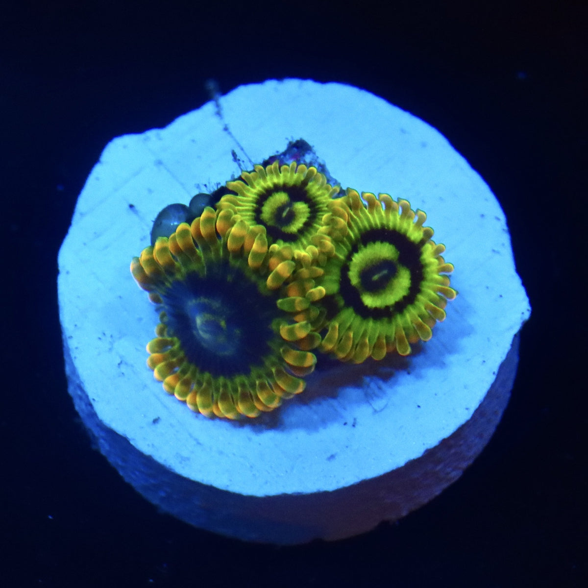 Yoda Zoanthid Almost WYSIWYG