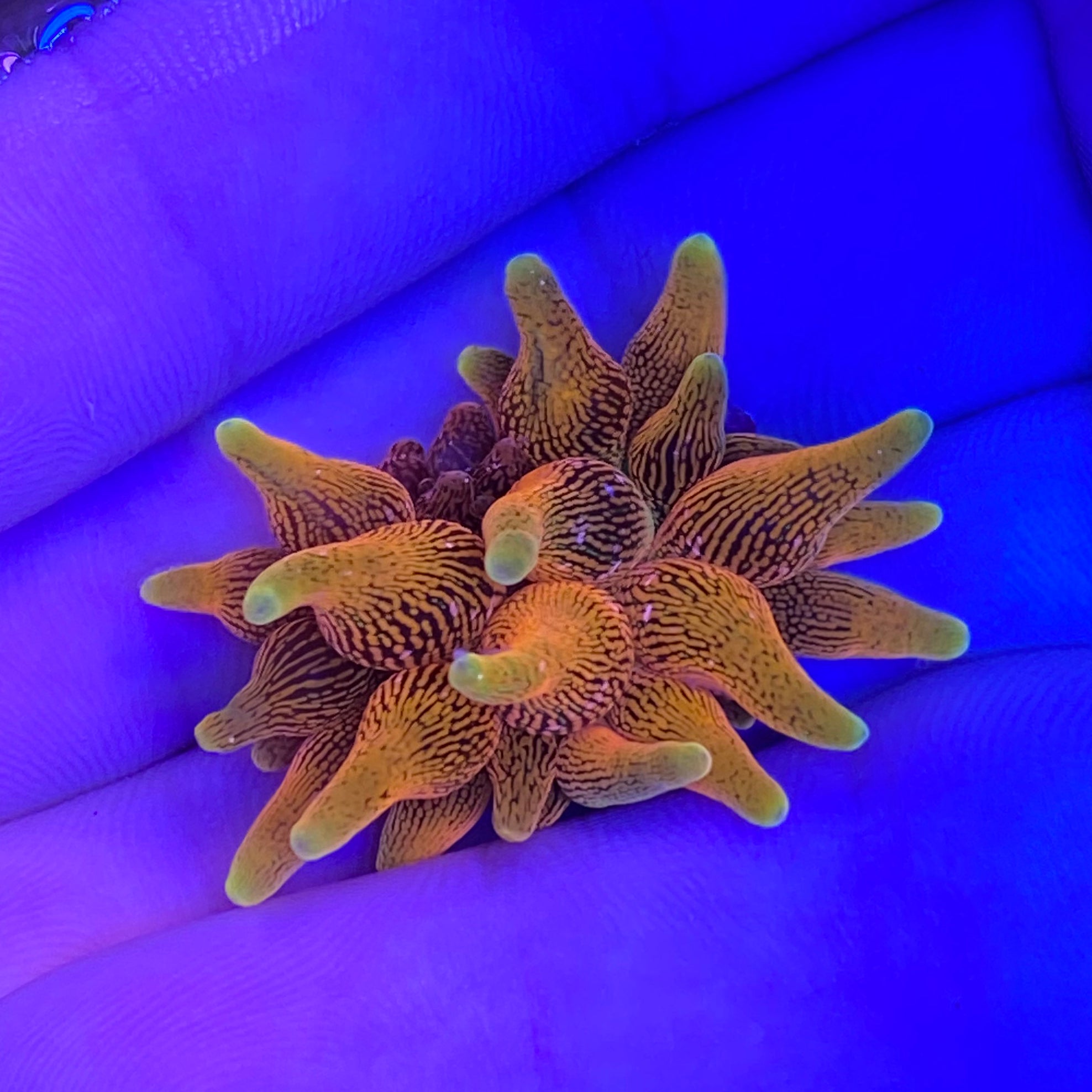 Colorado Sunburst Anemone