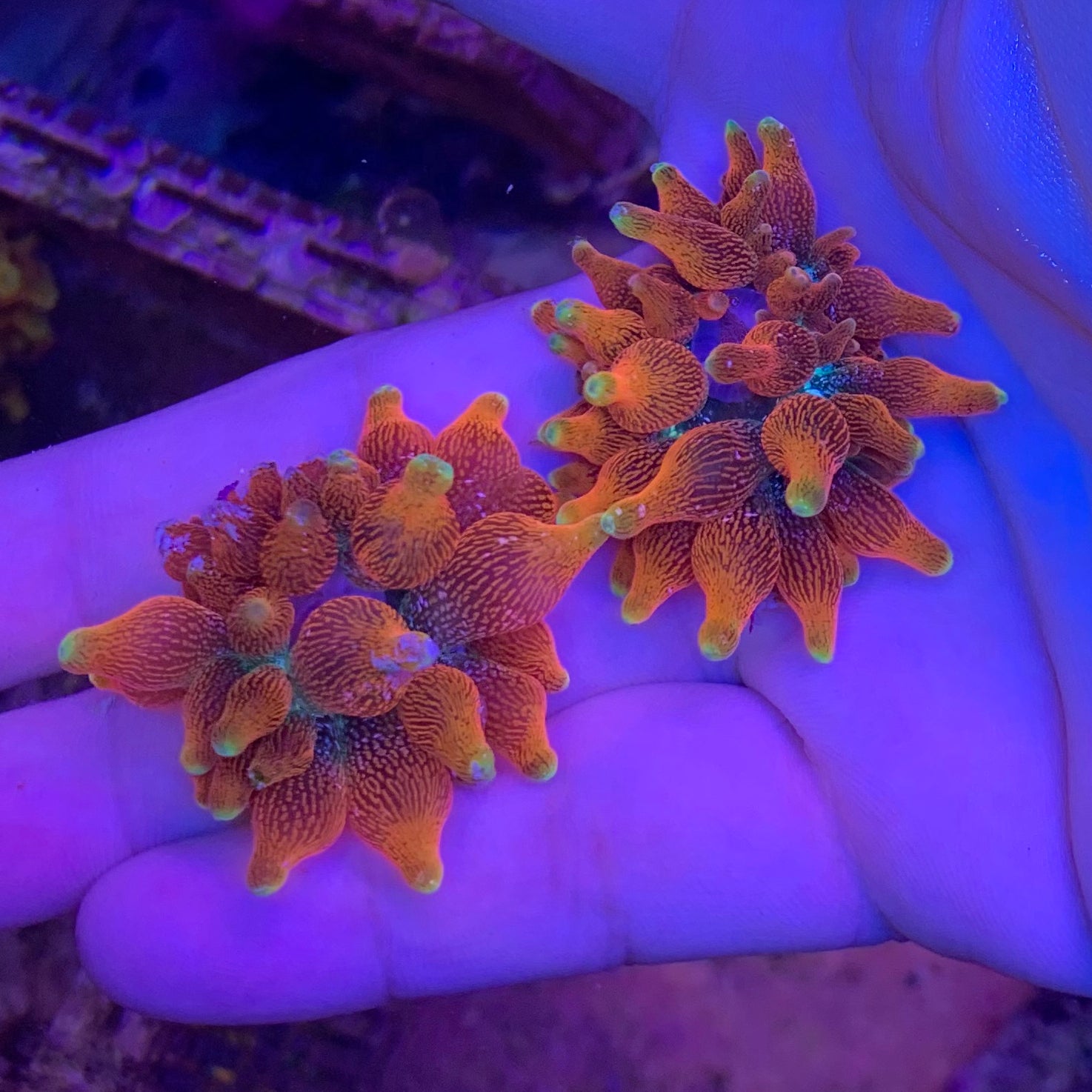 Colorado Sunburst Anemone