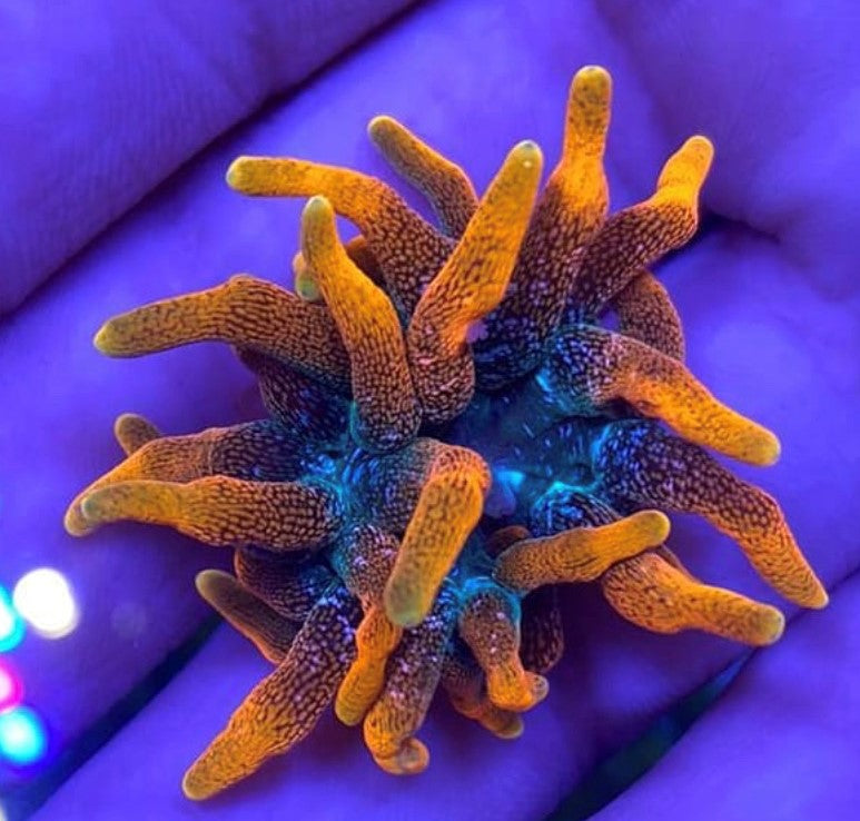 Colorado Sunburst Anemone