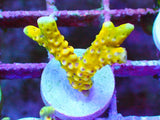RRC Goldenrod