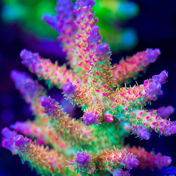 Vivid Confetti