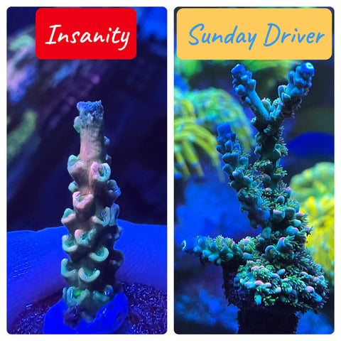 Insanity + Sunday Driver