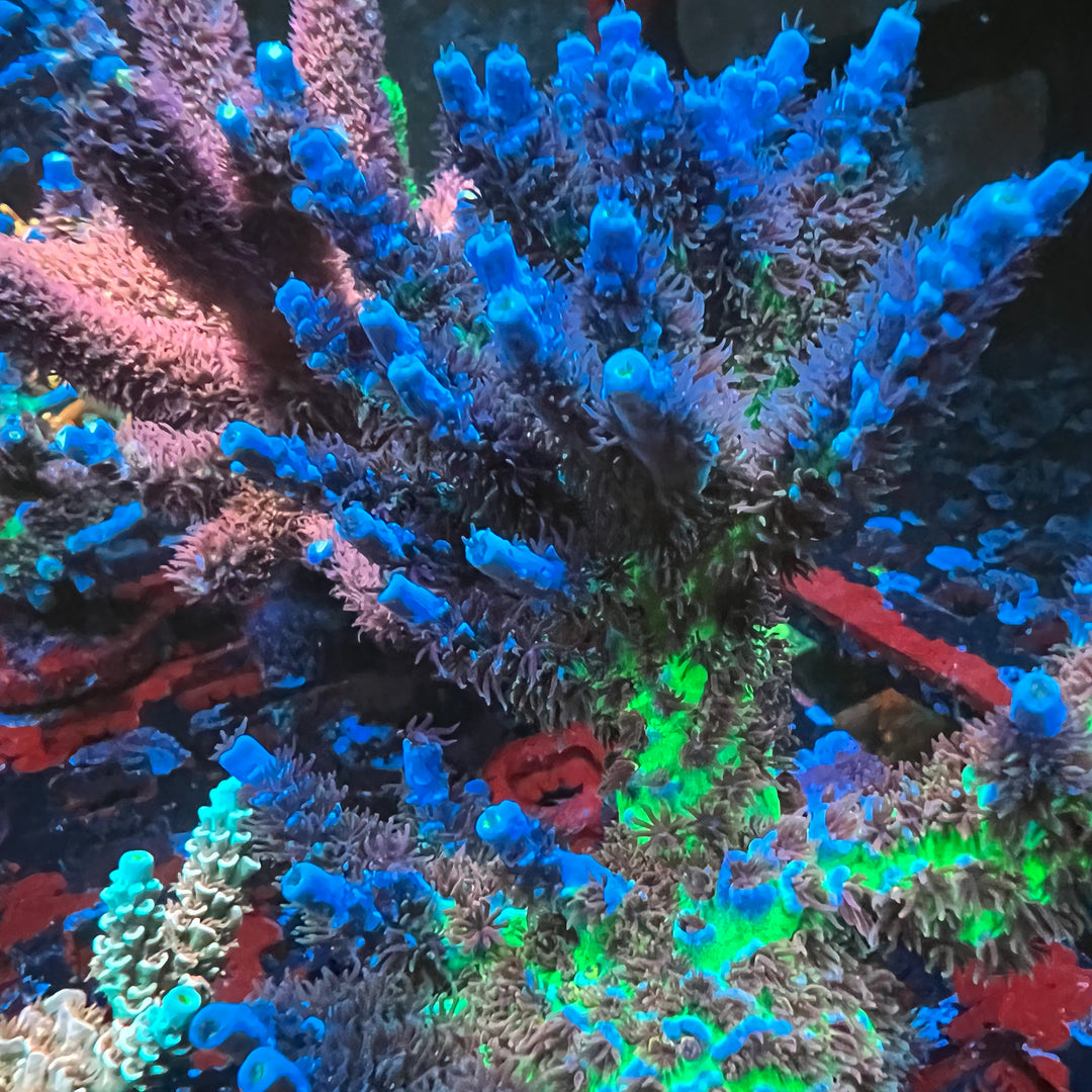 SPS – Thirstysreef